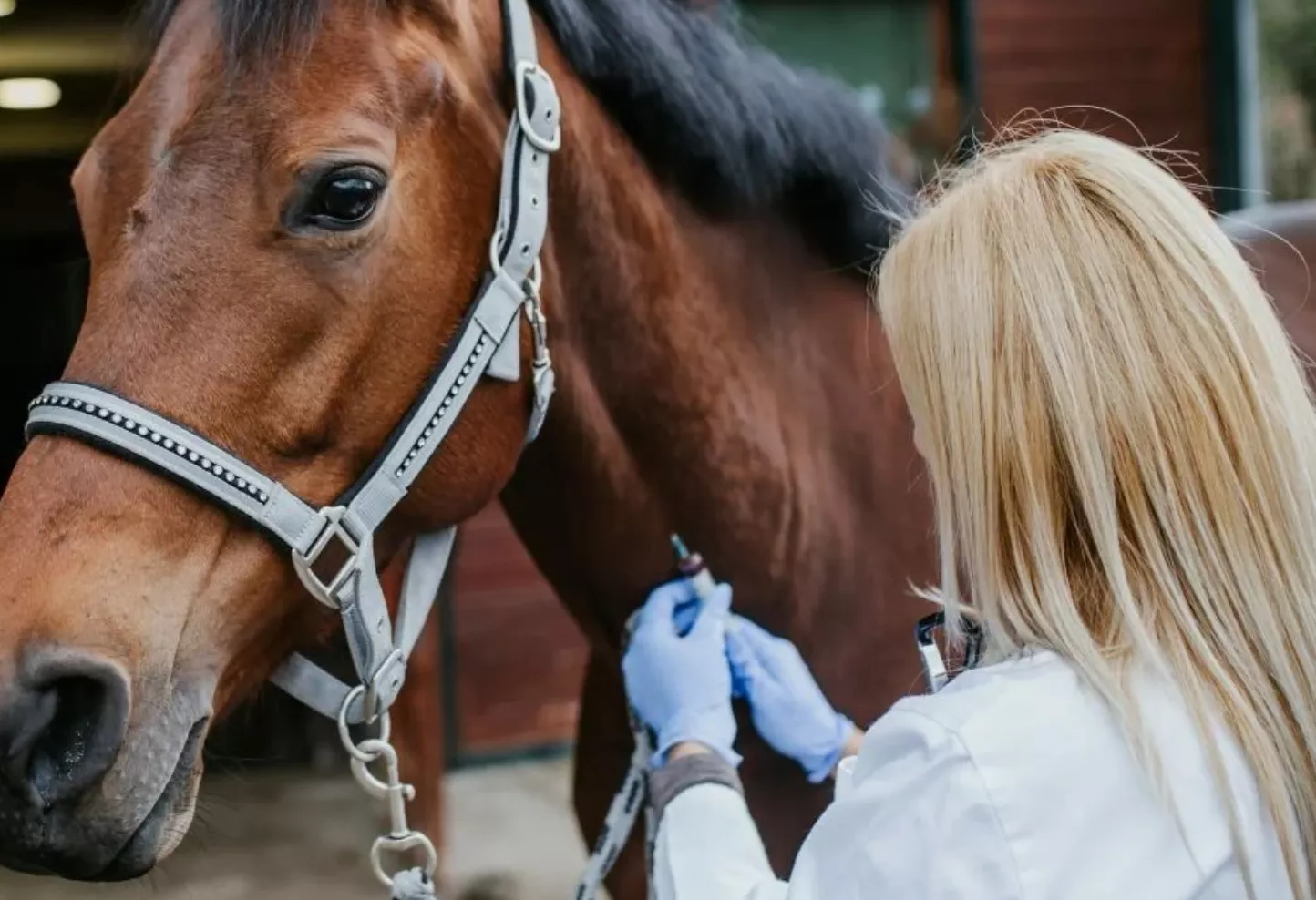 ALERTA; SE EXPANDE EL VIRUS DE LOS CABALLOS, HAY DOS NUEVOS CASOS