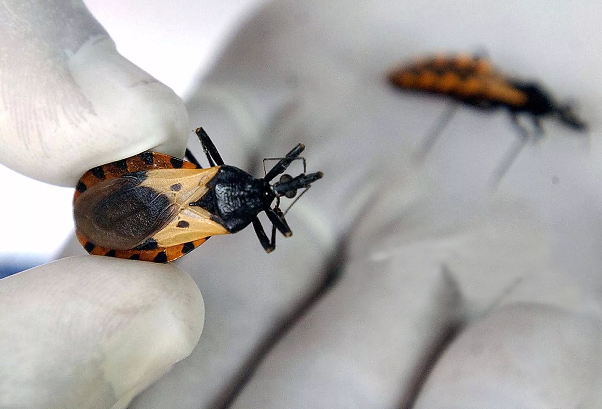 UN GRUPO DE CIENTÍFICOS ARGENTINOS DESARROLLA UNA VACUNA CONTRA EL CHAGAS