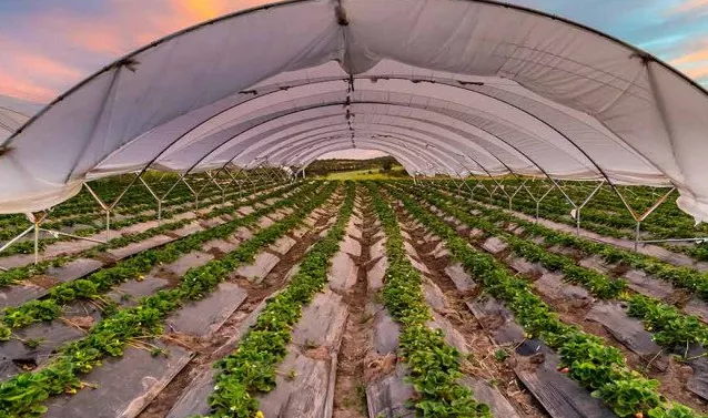 EN NOVIEMBRE LLEGA LA FIESTA DE LA FRUTILLA EN CORONDA