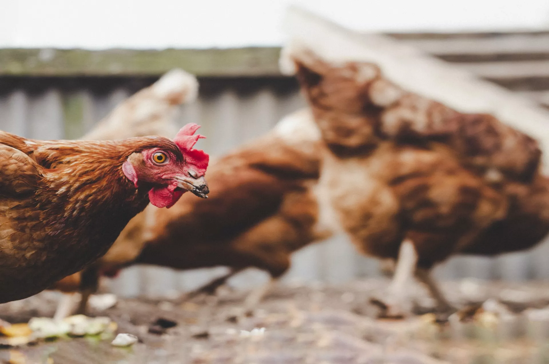 LA PRODUCCIÓN AGRÍCOLA ENFRENTA DESAFÍOS COMO LA SEQUÍA, Y LA GRIPE AVIAR
