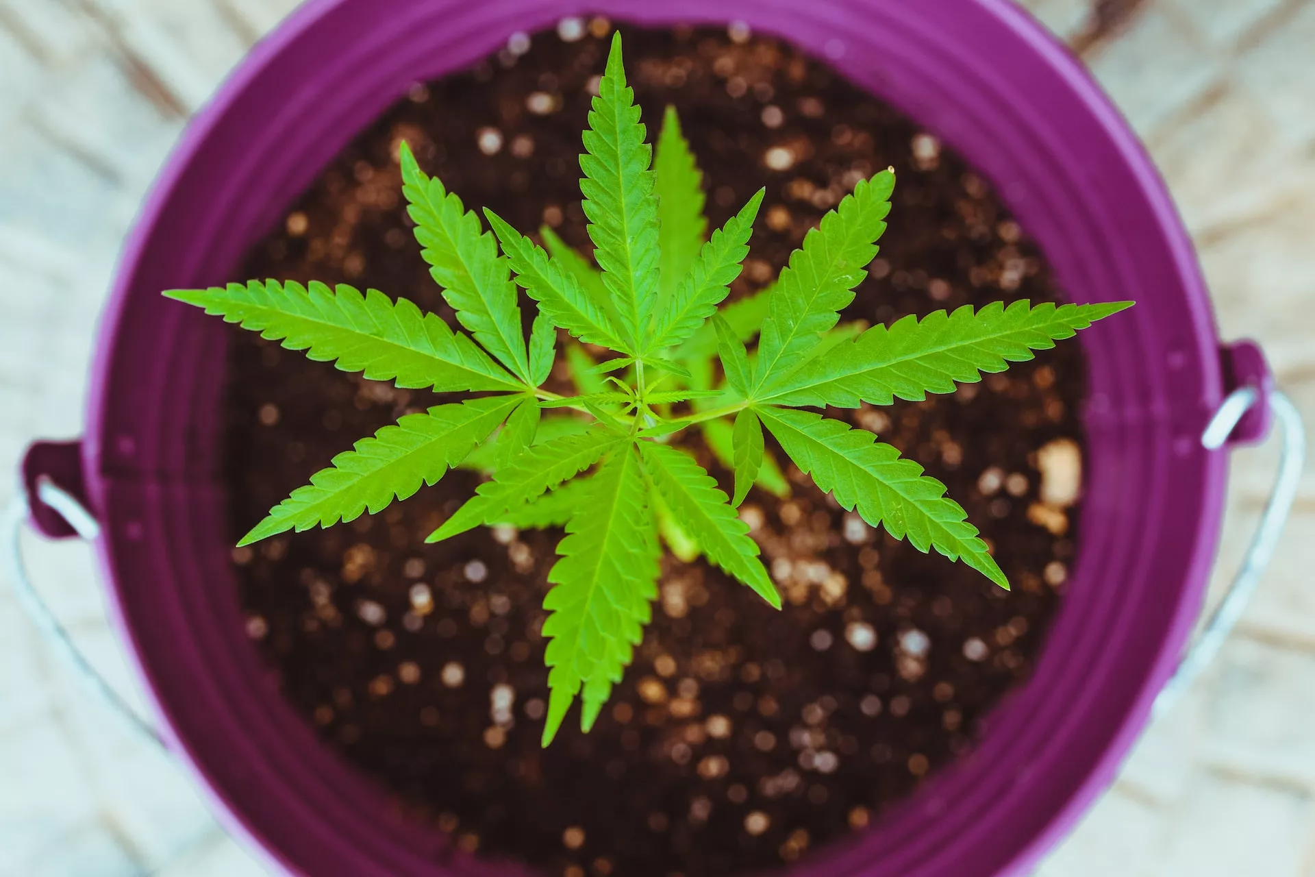 ESCOCIA AVANZA EN UN PROYECTO DE LEY PARA DESPENALIZAR EL CONSUMO DE DROGAS