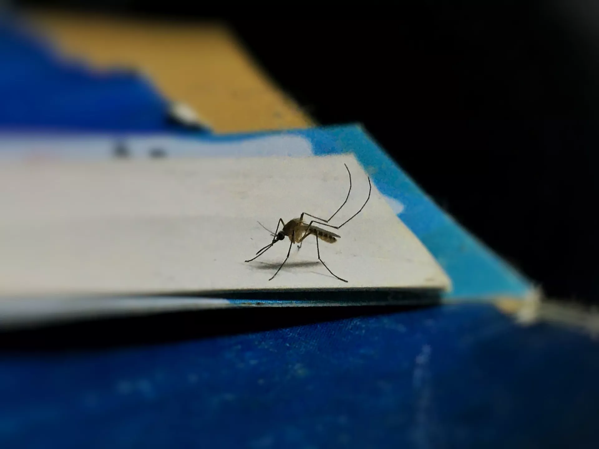 DENGUE: BAJA LA CURVA DE CONTAGIOS EN LA PROVINCIA