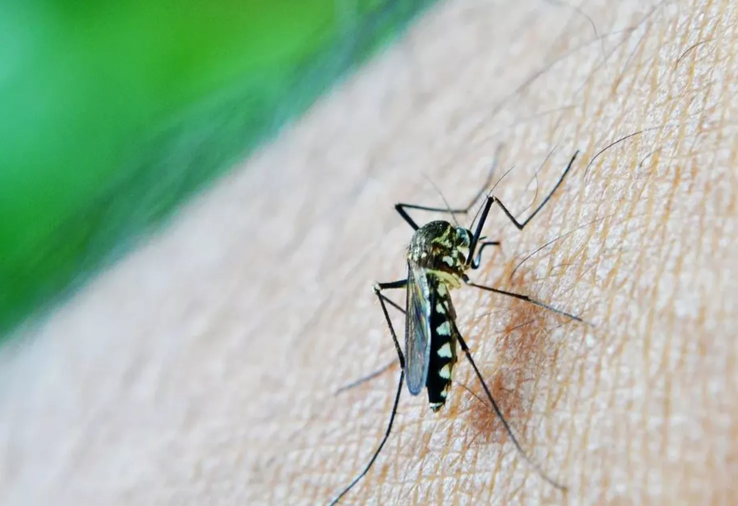 DENGUE EN ARGENTINA: UNA EPIDEMIA QUE DURARÁ TODO EL AÑO AMPLIFICADA POR EL CAMBIO CLIMÁTICO