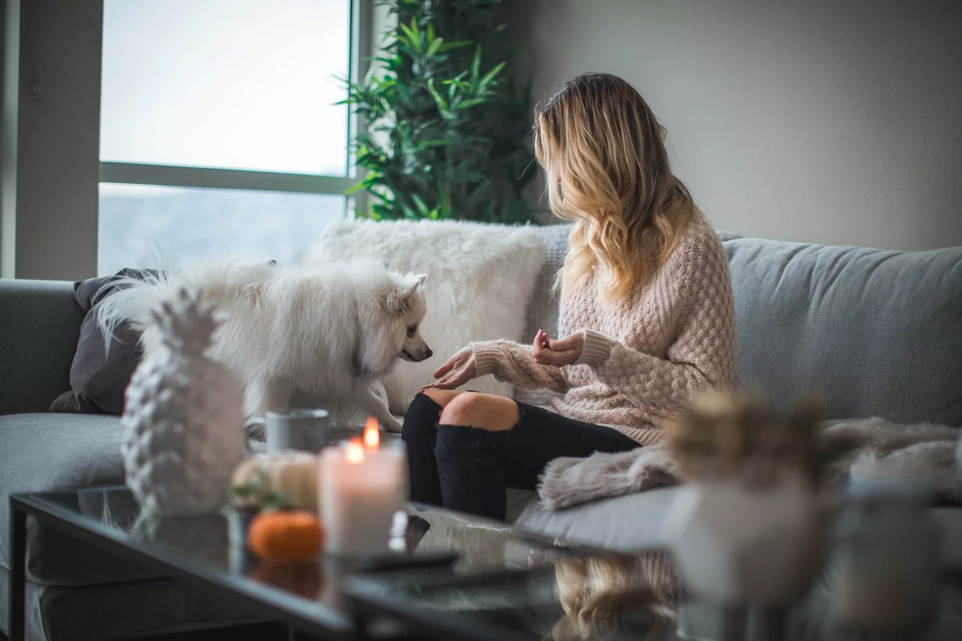 TENDENCIA MUNDIAL EN LA RELACIÓN ENTRE PERSONAS Y PERROS, CUANDO LAS MASCOTAS SE CONVIERTEN EN HIJOS