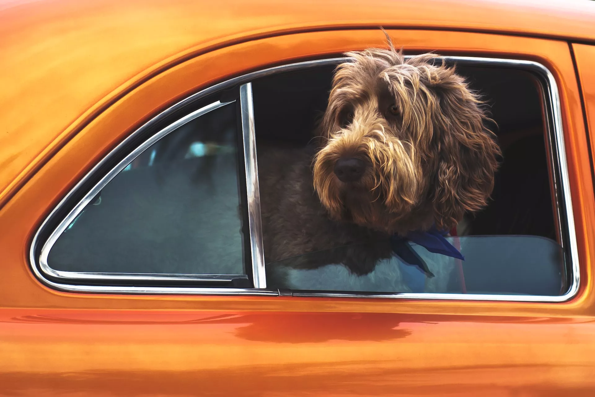 SE VUELVE VIRAL EL TIK TOK POR SU EMPRENDIMIENTO "UBER DE MASCOTAS"