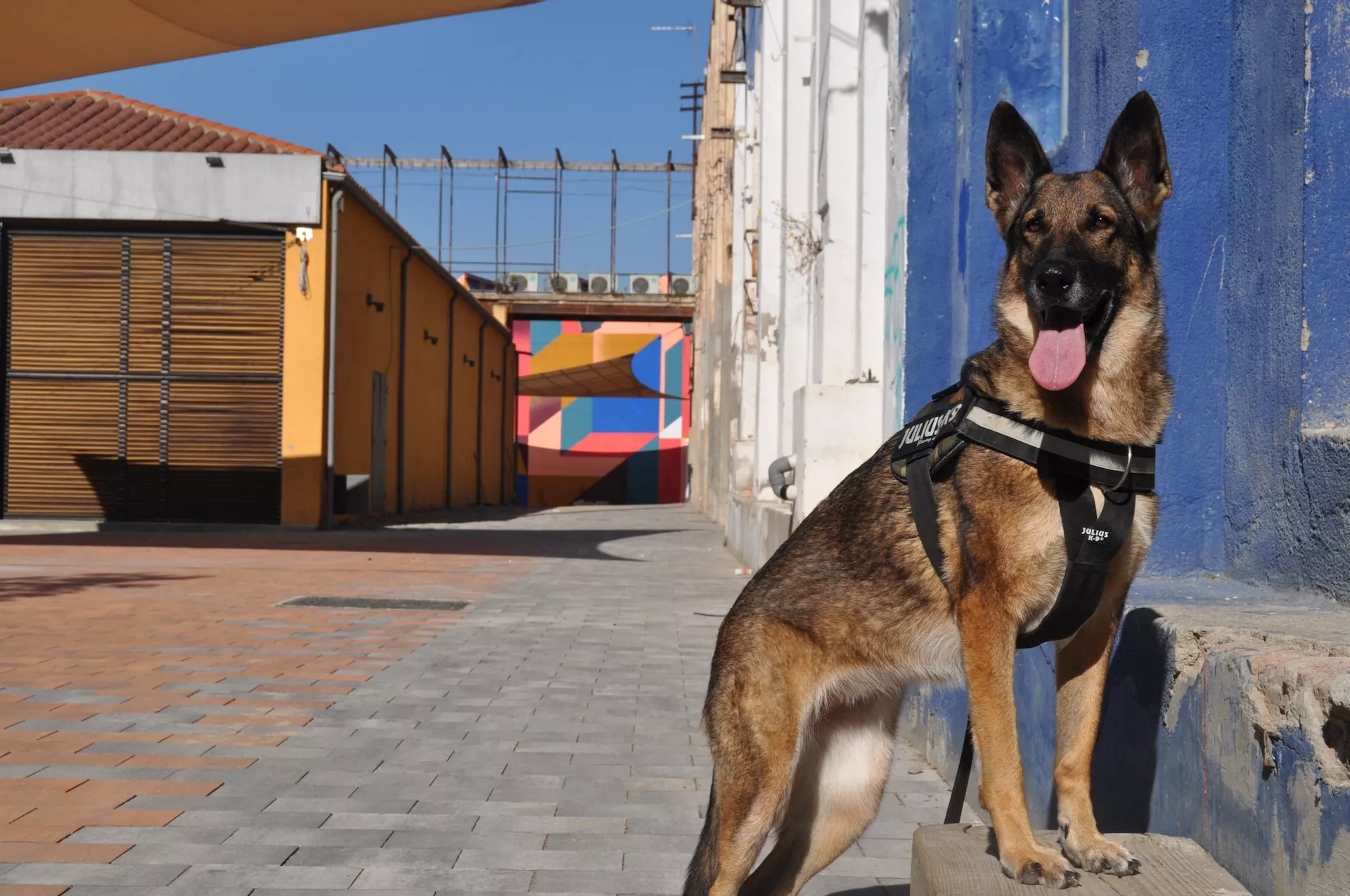 DÌA NACIONAL DEL PERRO: CHONINO EL PERRO HÈROE, CONOCE SU HISTORIA