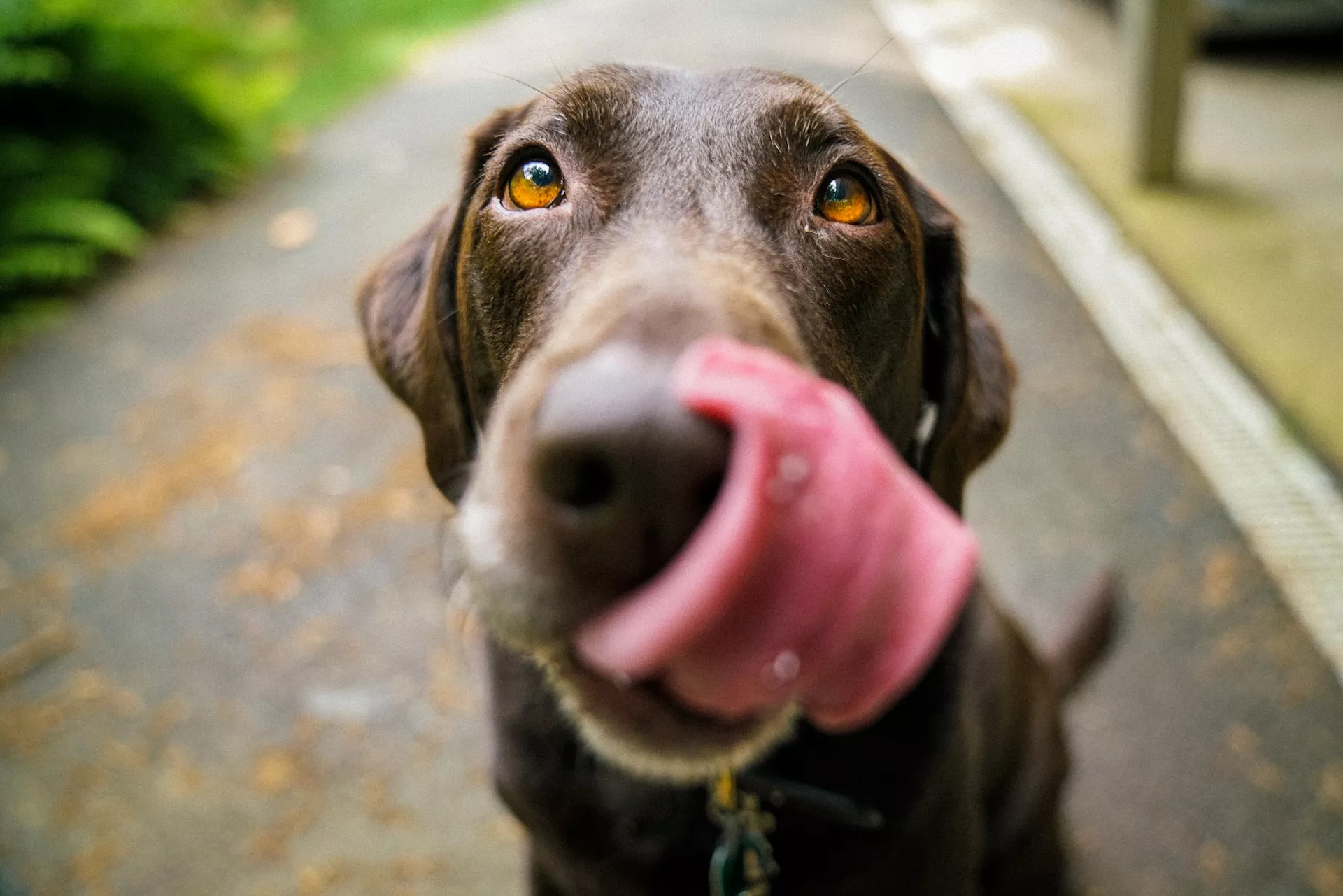 DÌA MUNDIAL DEL PERRO SIN RAZA ¿POR QUÈ ES MEJOR ADOPTAR QUE COMPRAR?