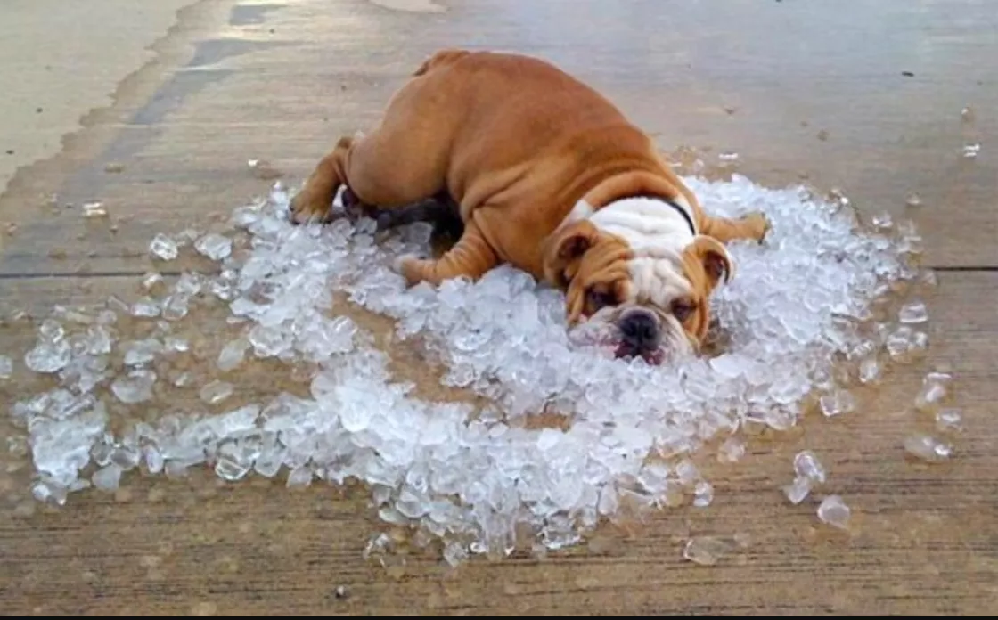 GOLPE DE CALOR EN PERROS Y GATOS: CUÁLES SON LOS SÍNTOMAS Y CÓMO PREVENIRLO