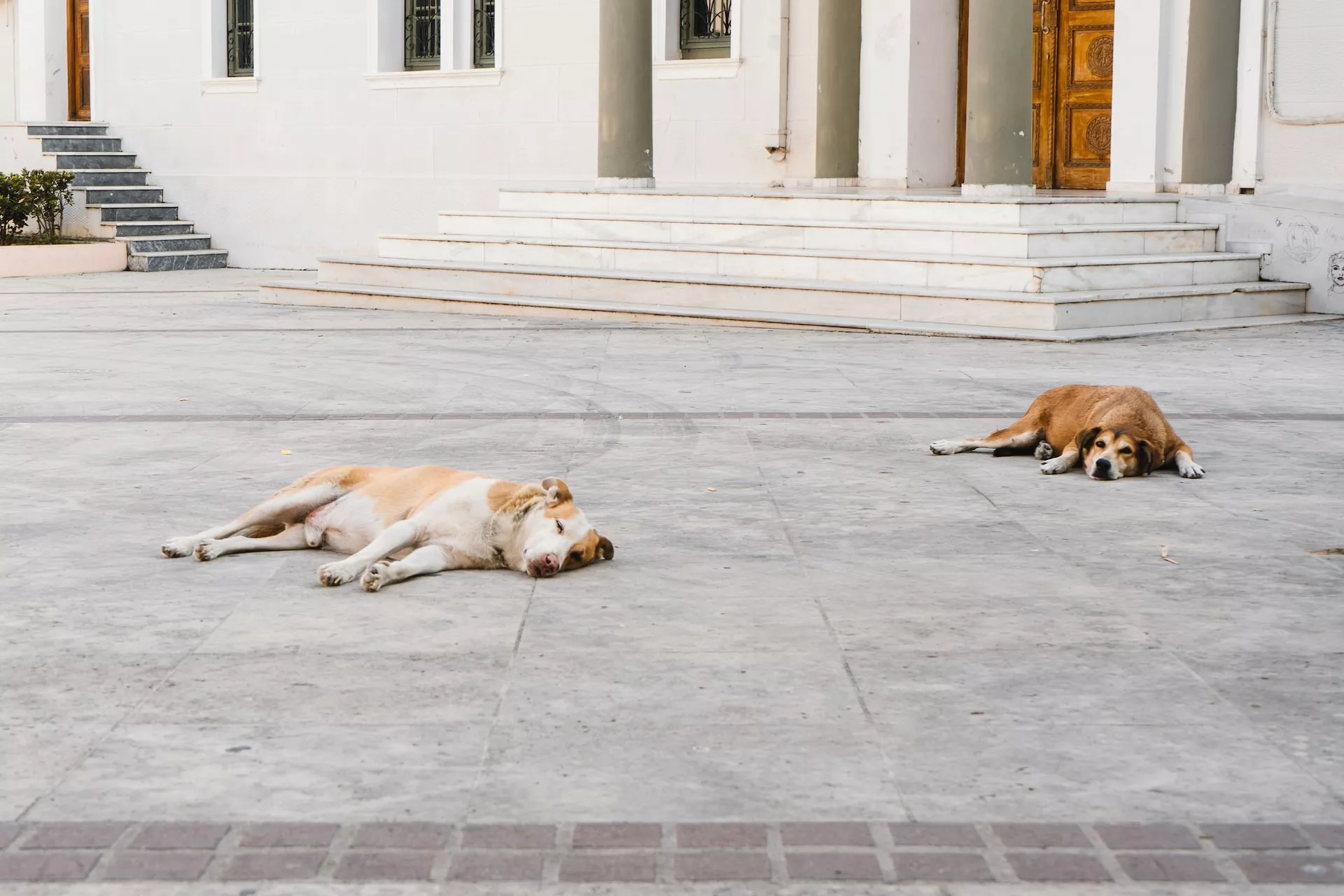 DÍA INTERNACIONAL DEL PERRO SIN HOGAR, GENERANDO CONCIENCIA Y COMPASIÓN