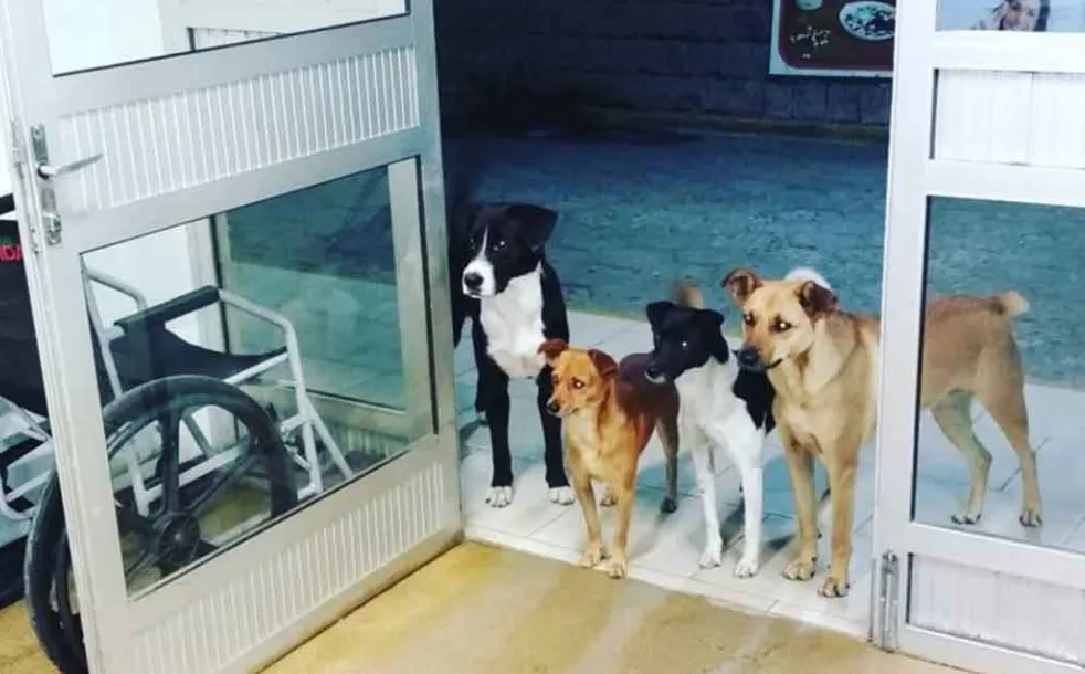 NOVEDOSO ACOMPAÑAMIENTO: HOSPITAL DE ROSARIO PERMITIRÁ EL INGRESO DE MASCOTAS PARA PACIENTES PEDIÁTRICOS