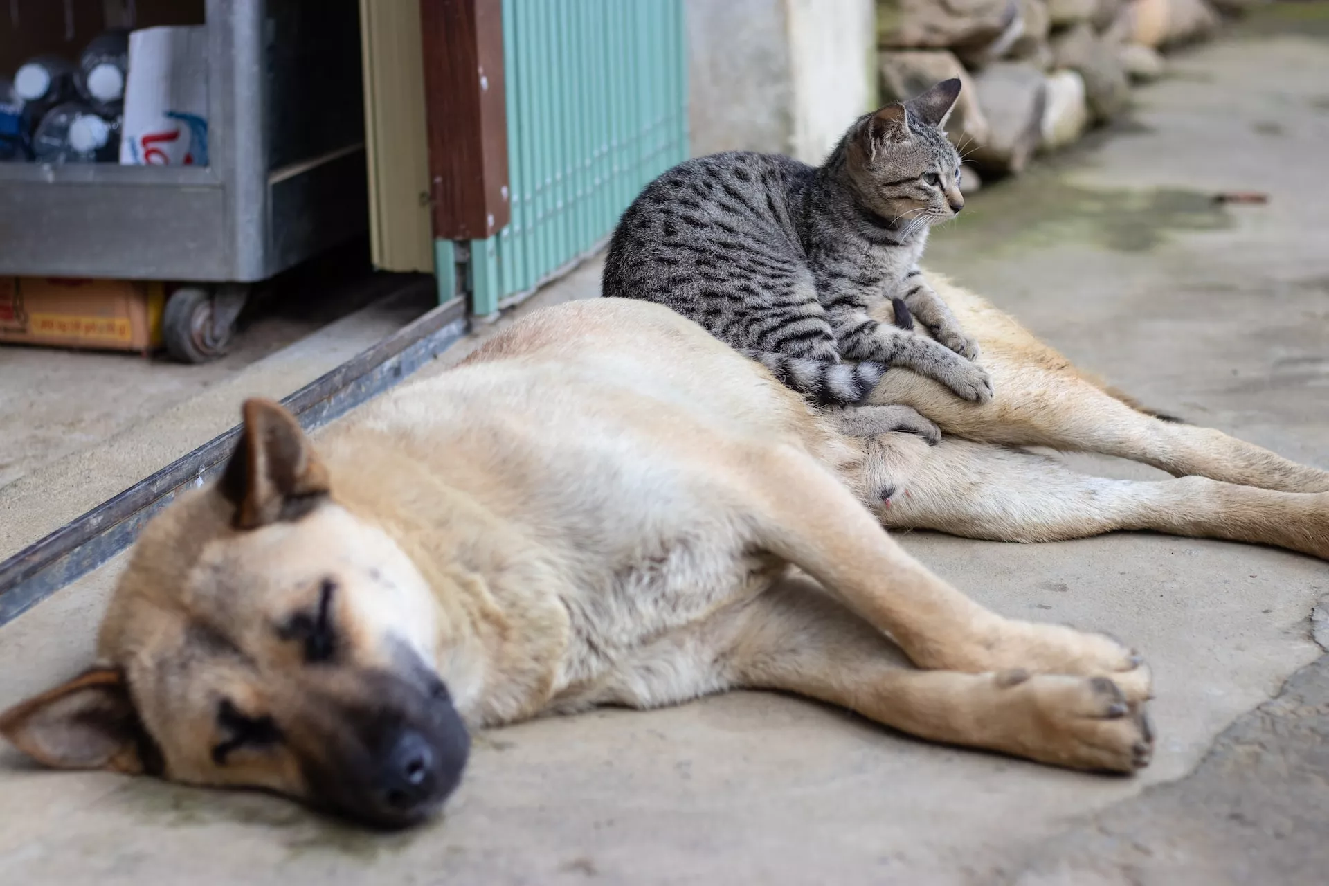 EL CONCEJO MUNICIPAL PLANEA PROHIBIR LA EUTANASIA DE PERROS Y GATOS