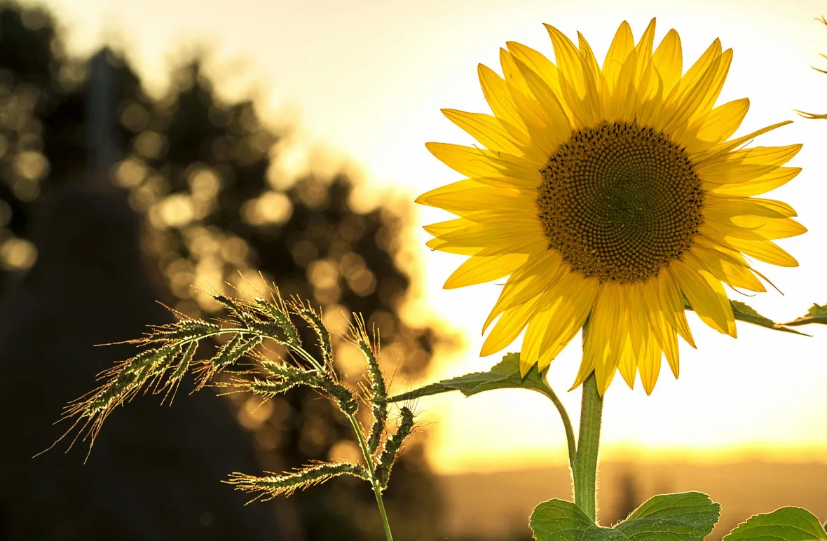 EL SMN ADVIERTE SOBRE UNA PRIMAVERA MÁS CALUROSA DE LO NORMAL EN ARGENTINA