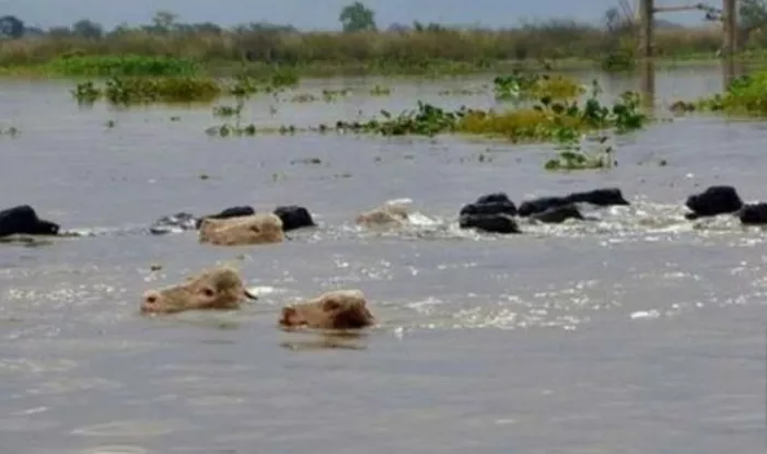 ALERTA EN SANTA FE, EL RÍO PARANÁ CON NIVELES CRÍTICOS DE CRECIDA