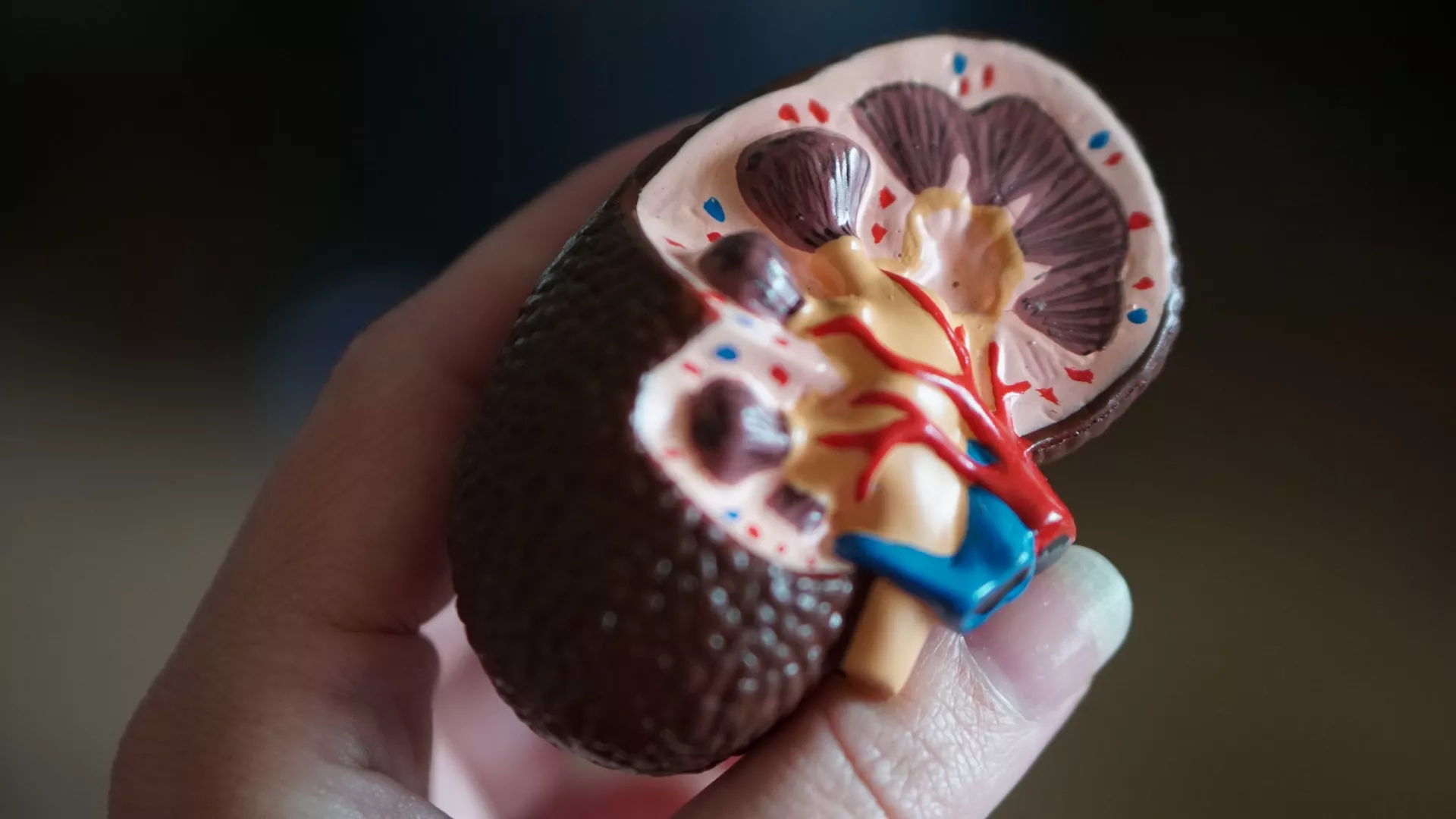 DÍA MUNDIAL CONTRA EL CÁNCER DE RIÑÓN, LA CLAVE ES LA PREVENCIÓN