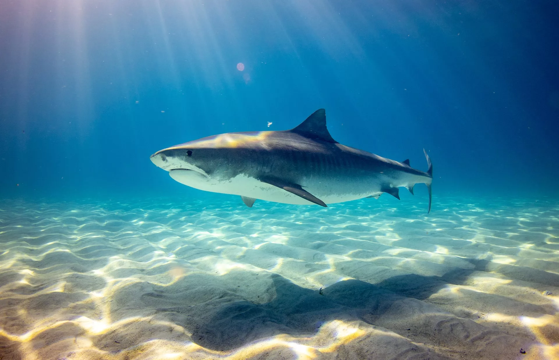 ESTUDIO REVELA LA CAUSA DEL COMPORTAMIENTO AGRESIVO DE LOS TIBURONES