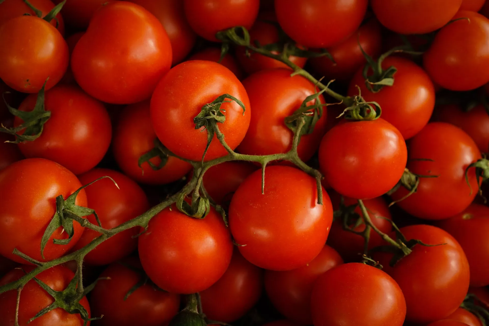 ALERTA FITOSANITARIA POR VIRUS RUGOSO DEL TOMATE EN TODO EL PAÍS