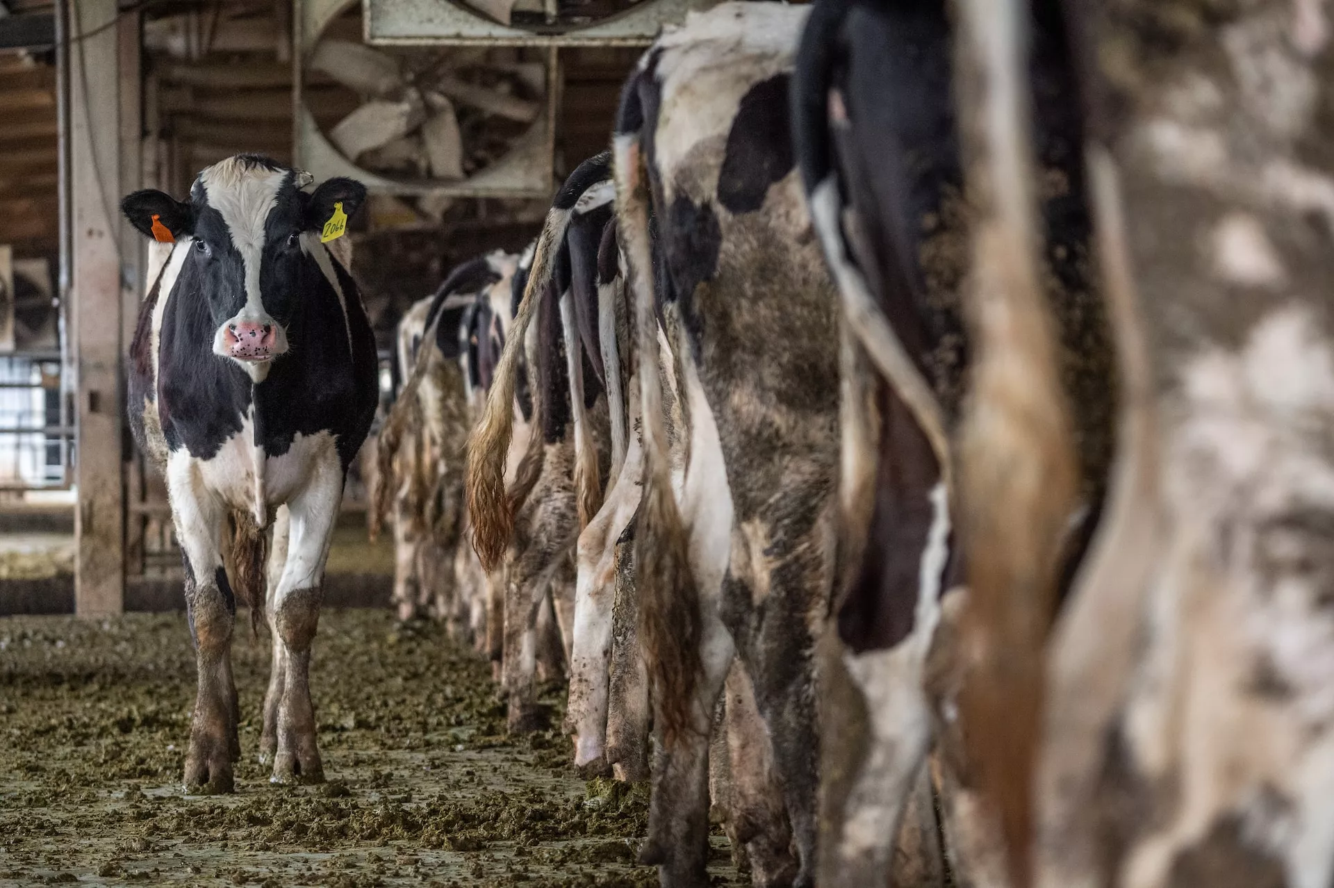 LA EXPORTACIÒN DE CARNE CRECE PERO DISMINUYE EN INGRESOS POR LOS PRECIOS INTERNACIONALES