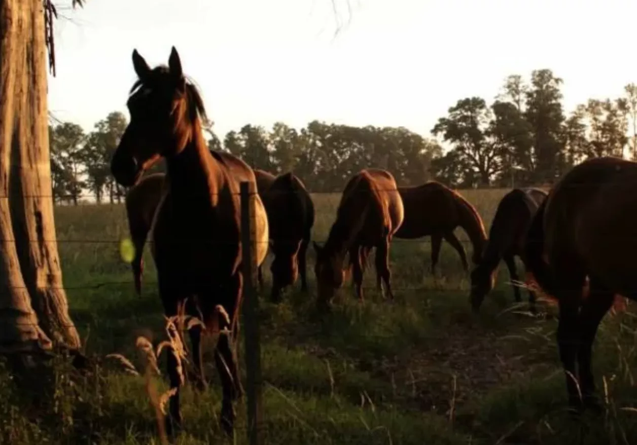 ALERTA SANITARIA EN SANTA FE POR CONTAGIOS DE CABALLOS A PERSONAS