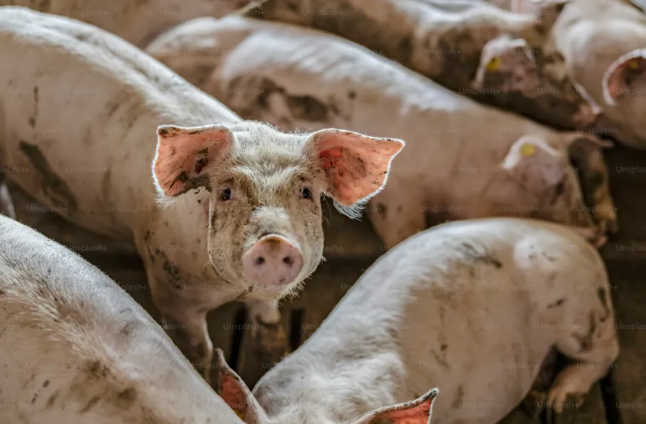 EL DÓLAR IMPULSA LAS IMPORTACIONES: CRECE EL INGRESO DE CARNE PORCINA DESDE BRASIL Y SE PONE EN JAQUE LA PRODUCCIÓN LOCAL