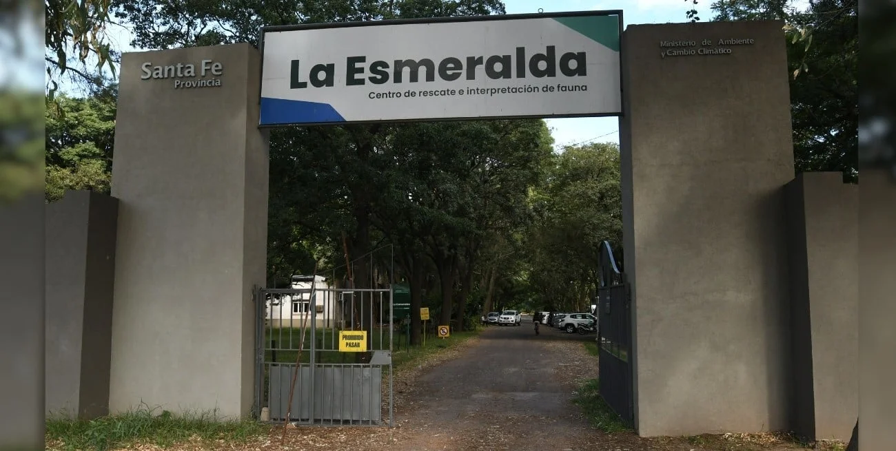 Escapes en La Esmeralda: por qué hubo animales sueltos en el norte de Santa Fe