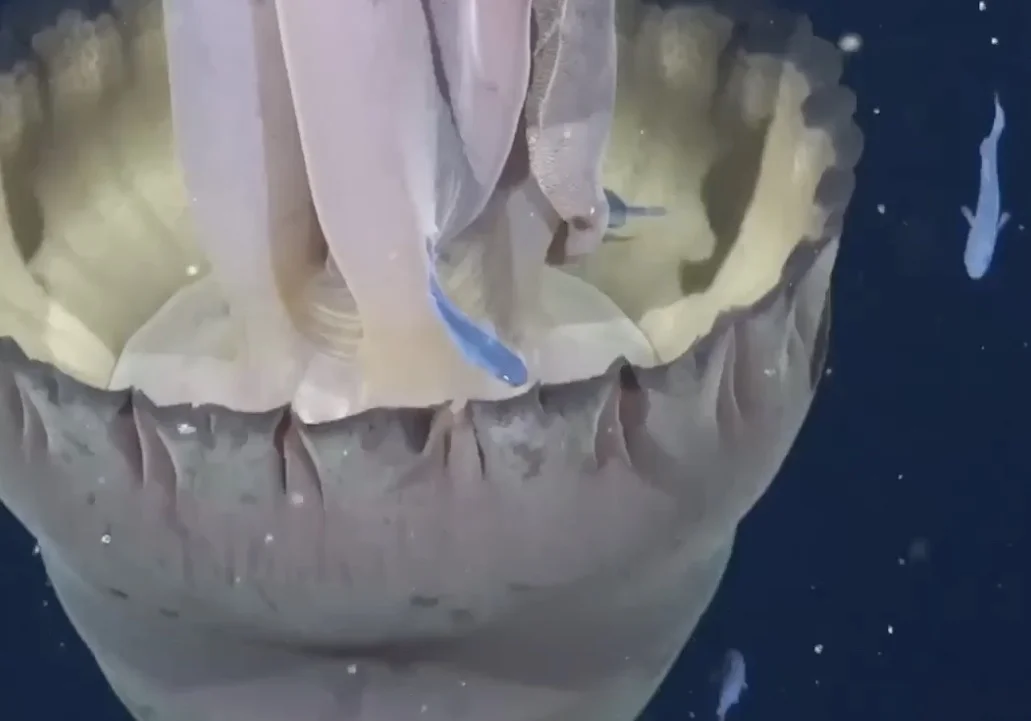 La medusa más grande del mundo es argentina