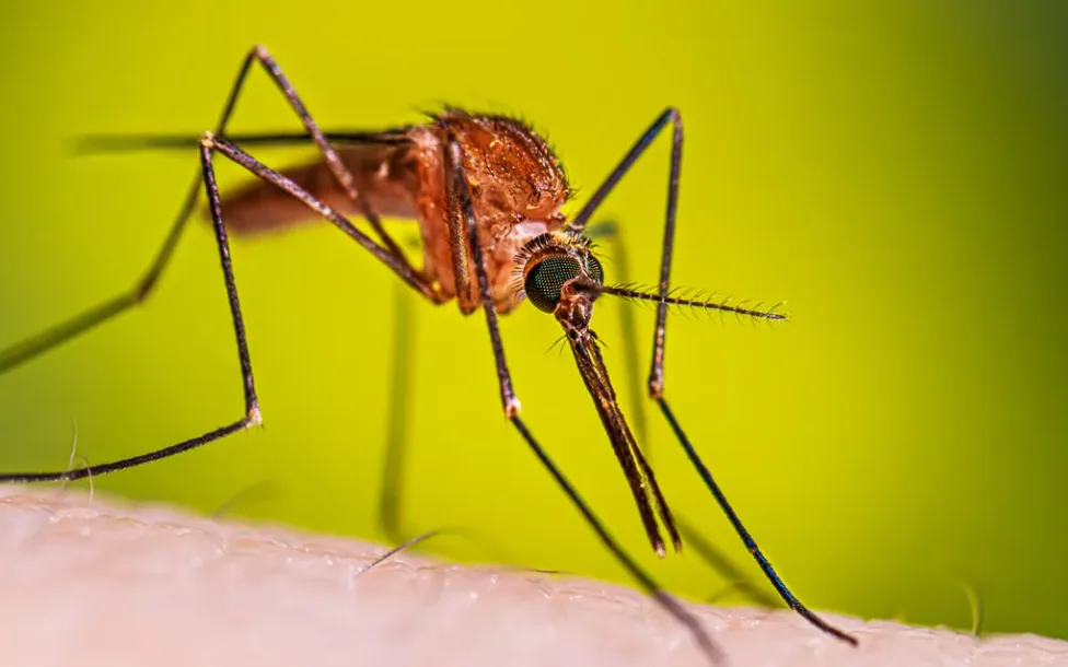 ALERTA: SE CONFIRMO EL PRIMER CASO DE DENGUE AUTÓCTONO EN LA CIUDAD