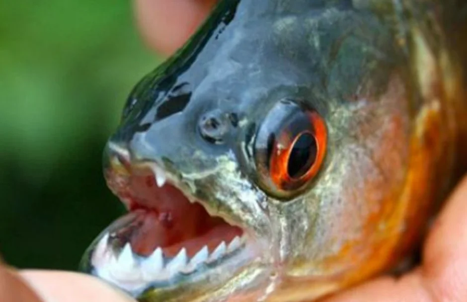 Volvieron los ataques de palometas en la Costanera Este: varios heridos, la mayoría niños