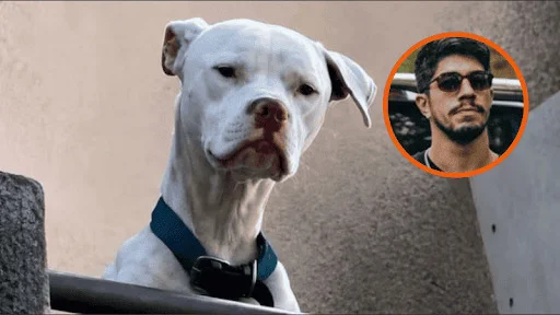 El otro horror en la casa de Barrelier: rescataron a un dogo al borde de la muerte