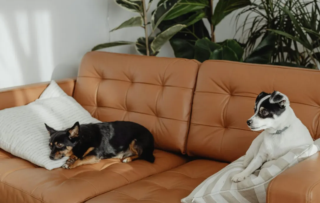 LA BATALLA DE LOS INQUILINOS CON PERROS: OCHO DE CADA DIEZ PROPIETARIOS RECHAZAN MASCOTAS