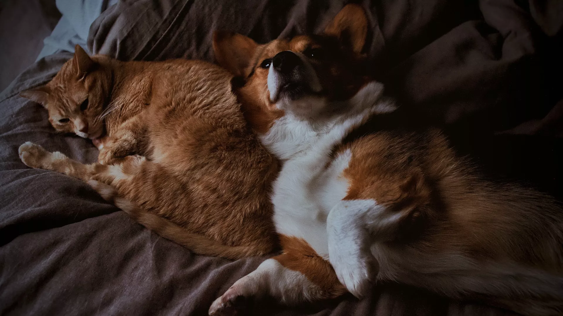 PERROS Y GATOS EN EL HOGAR, BENEFICIOS Y POSIBLES ENFERMEDADES PARA SUS DUEÑOS