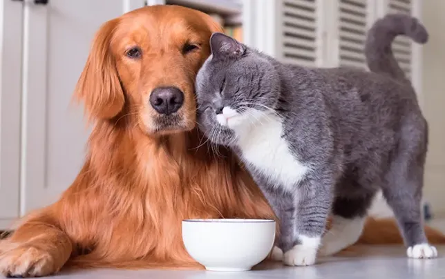 ANIMALES SANADORES: DESCUBRE LAS TERAPIAS QUE ESTÁN TRANSFORMANDO LA SALUD DE LAS PERSONAS