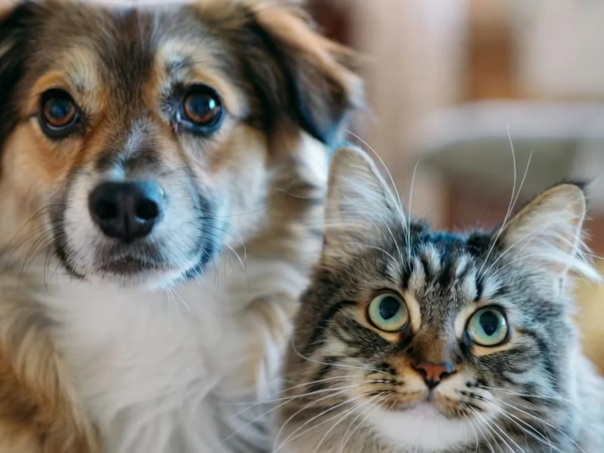 Italia reconoce a las mascotas como familia y otorga licencias pagas para su cuidado