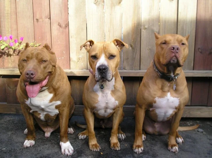 Cayastá: una mujer fue atacada por dos pitbulls continua internada en el Cullen