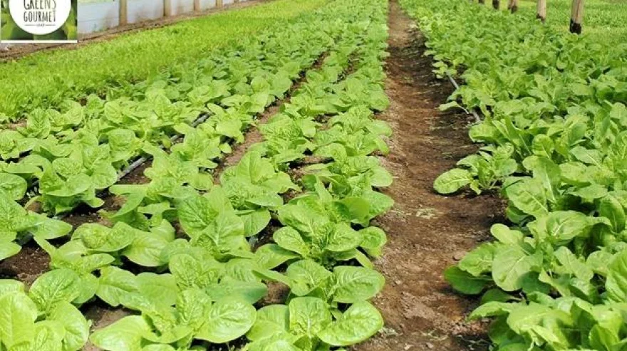 Fuerte suba en el precio de las verduras tras la pérdida del 80% de la producción en Santa Fe