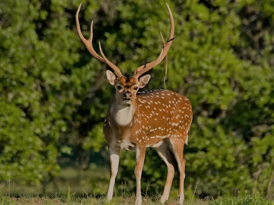 Después del boom del burro, el mercado apuesta al ciervo y al chancho salvaje