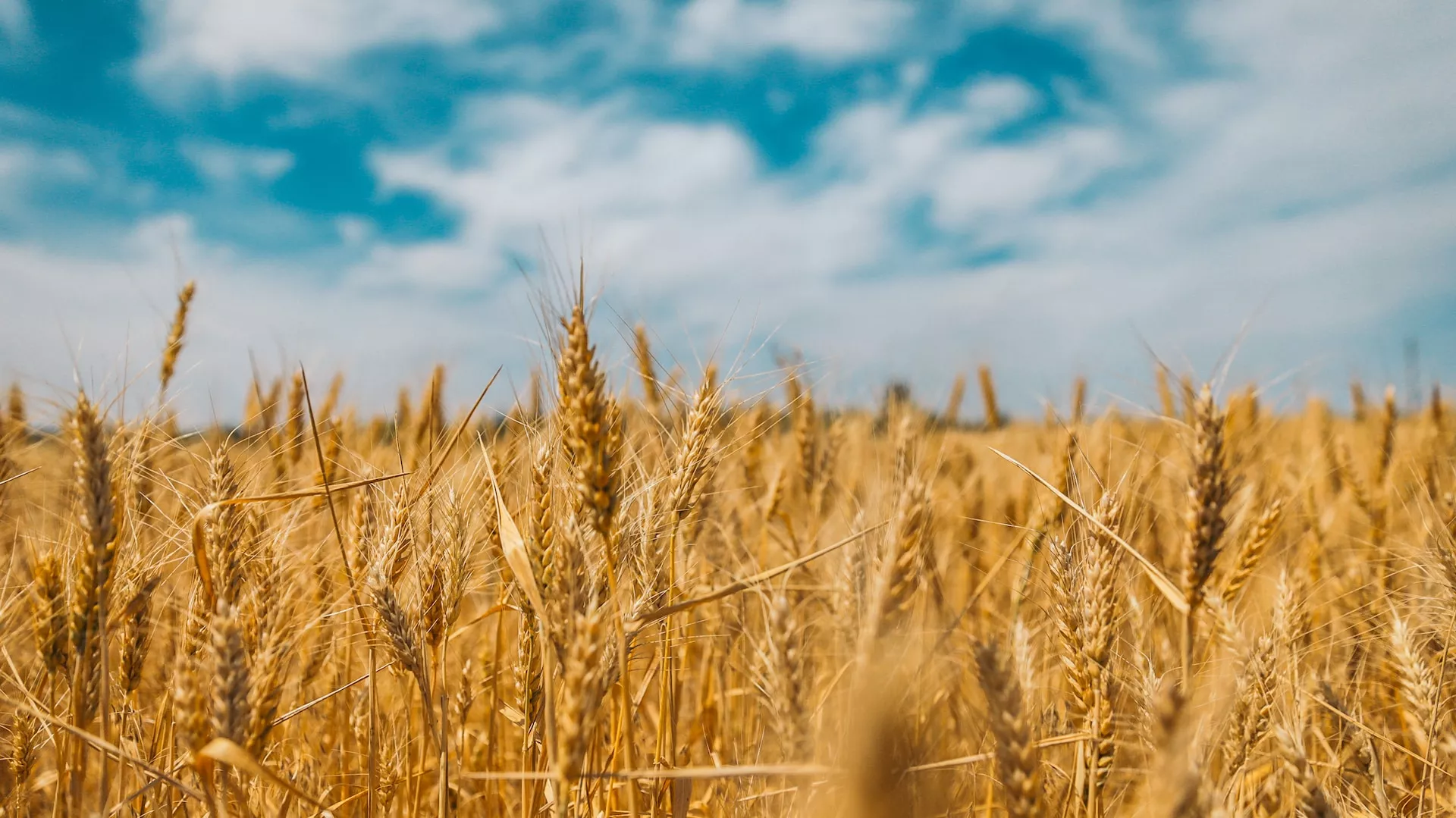 LAS LLUVIAS DE ESTOS DÌAS PODRÌAN CAMBIAR EL ESCENARIO DEL TRIGO EN EL PAÌS