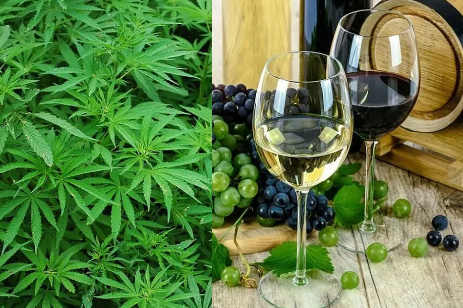 NUEVAS TENDENCIAS: EL CONSUMO DE VINO CAE MIENTRAS EL CANNABIS GANA TERRENO