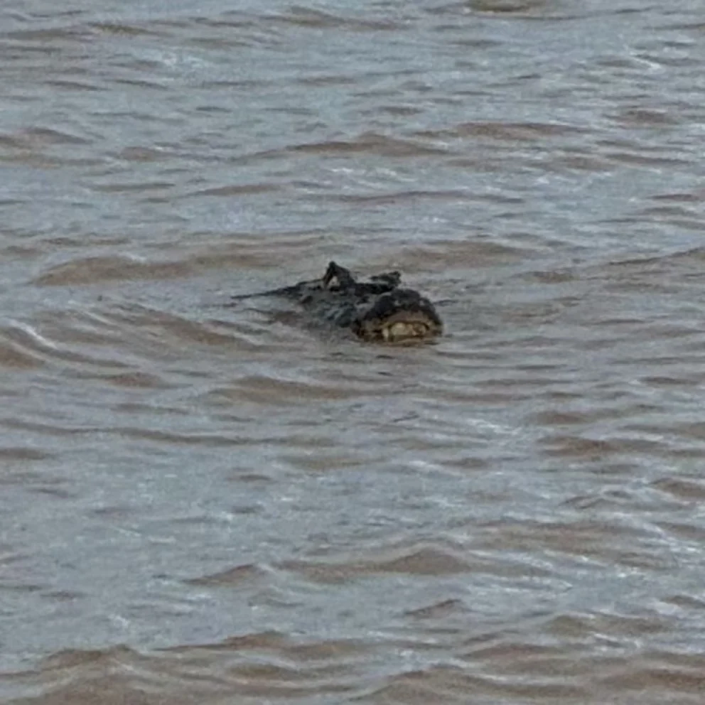 Un yacaré de dos metros sembró pánico en una playa de Rosario
